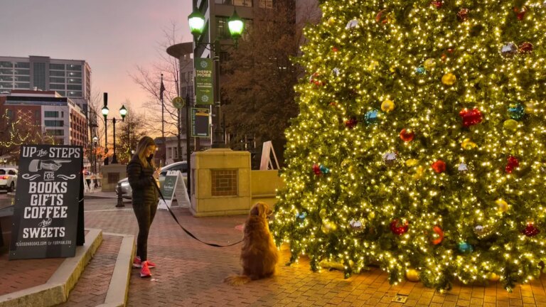 A person walks their dog next to a lit up Christmas tree on a city block.