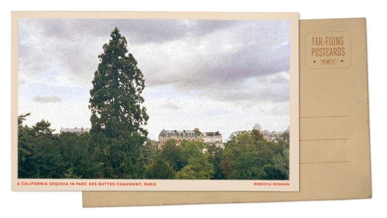 A sequoia tree grows in Paris : NPR