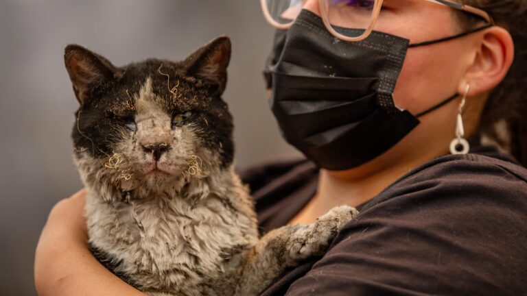 As fires in Chile burn, a mobile clinic fights to save furry survivors