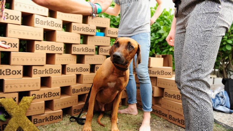 BARK Has a New Commercial. It Was Directed by a Dog BARK Has a New Commercial. It Was Directed by a Dog