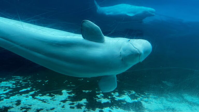 Canada gives approval for Marineland to export remaining belugas to the US
