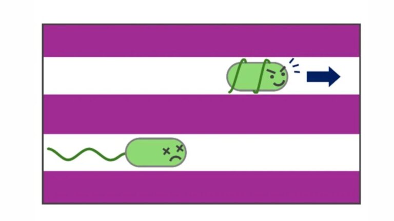 How a Microbe Tunnels Its Way Through an Insect Gut—It's Weirder Than You Think