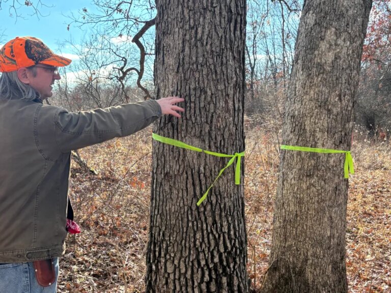 Old oak trees to be cleared to make way for Crete trail