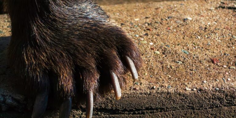 Opinion: The S&P 500 is on fire — but a retreat to this level would unleash the bears