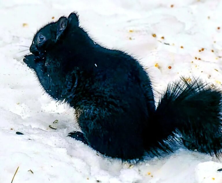 Park Forest honors 31 people, organizations