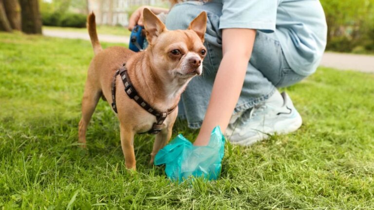 Scientists Found Something Unexpected in Pet Poop—and It's Not Good