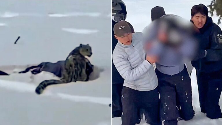 Snow leopard attacks female skier taking photo in China's Fuyun County