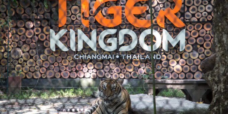 72 tigers died in 2 Thai zoos over 10 days, but authorities tell humans not to worry