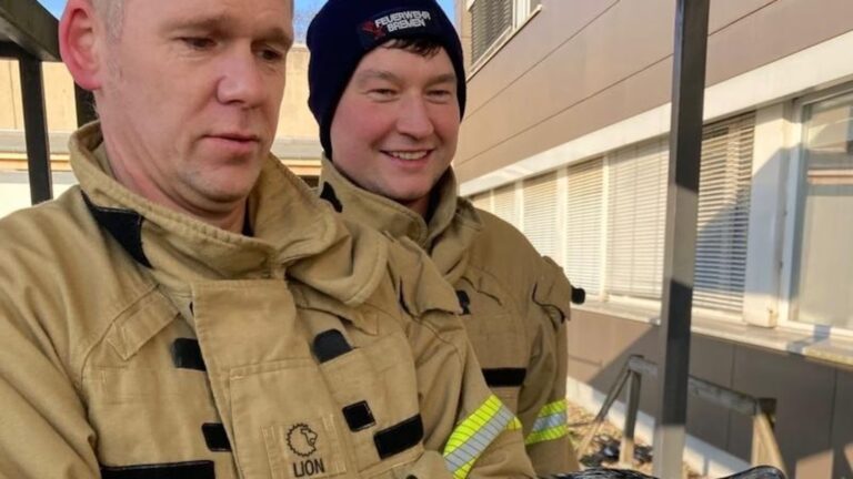 An injured seabird pecks at an emergency room door, prompting its own rescue An injured seabird pecks at an emergency room door, prompting its own rescue