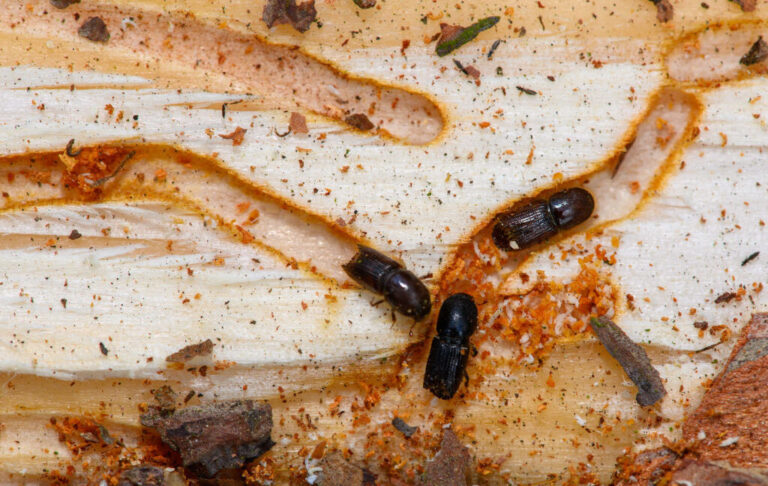 A small group of beetles residing in channels they've eaten through a piece of wood.