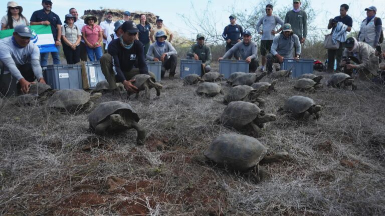 Galápagos park releases 158 juvenile hybrid tortoises on Floreana Galápagos park releases 158 juvenile hybrid tortoises on Floreana