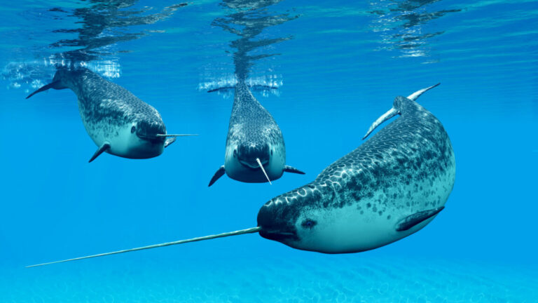 Narwhals