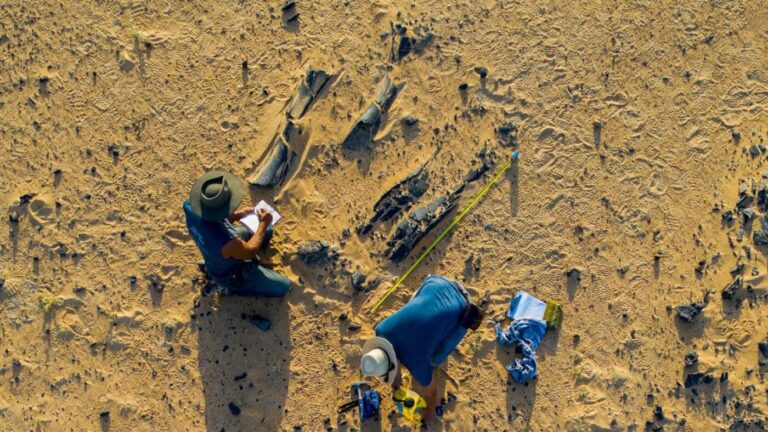 New Spinosaurus species had a massive head crest : NPR