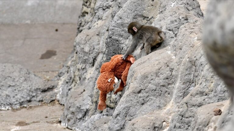 Punch the monkey AI videos are going viral: How to spot them