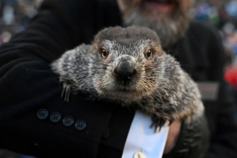 Punxsutawney Phil is said to have seen his shadow, forecasting 6 more weeks of wintry weather – Chicago Tribune Punxsutawney Phil is said to have seen his shadow, forecasting 6 more weeks of wintry weather – Chicago Tribune