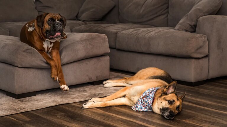 Ring uses AI and neighborhood cameras to reunite lost dogs