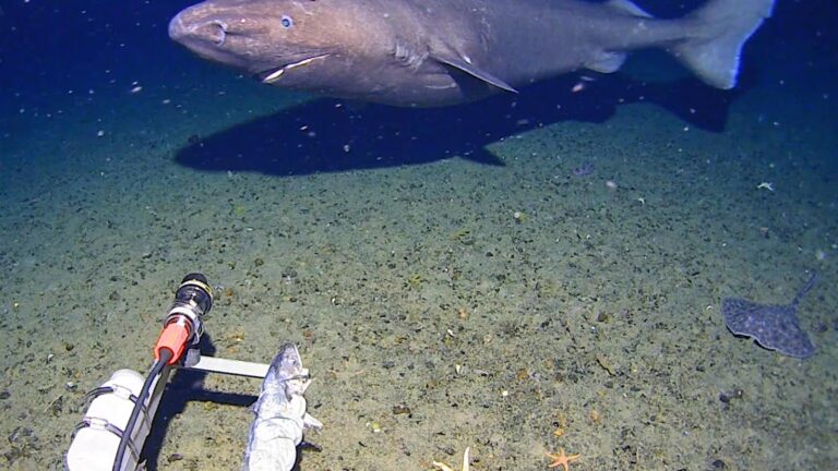 Surprise shark caught on camera for first time in Antarctica’s near-freezing deep