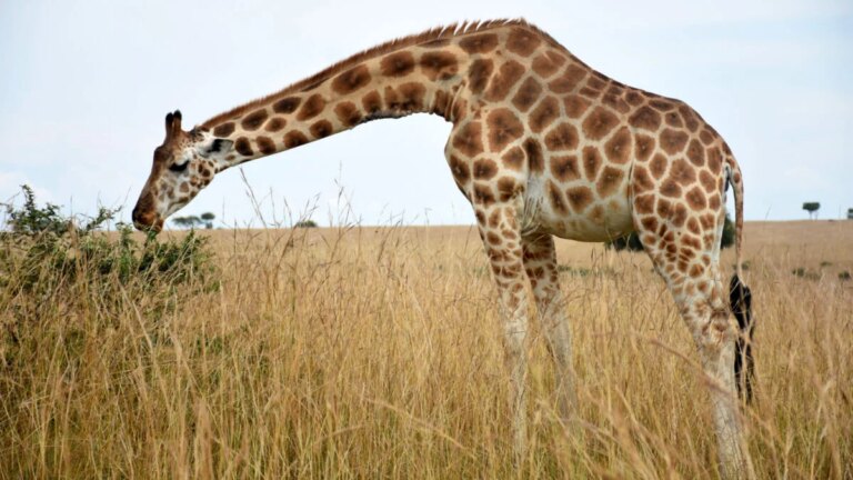 The War on Poaching Has Gone Full Tech Dystopia—and It May Not Be Working The War on Poaching Has Gone Full Tech Dystopia—and It May Not Be Working