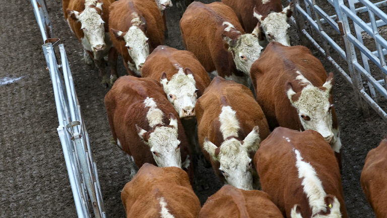 Trump signs executive order boosting Argentinian beef imports amid high prices