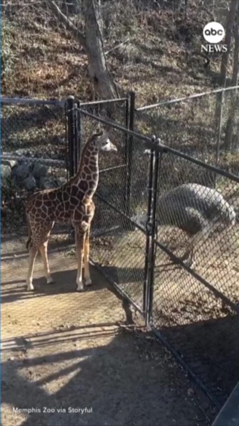 WATCH: Baby giraffe and ostrich face off in 'staring contest' stream logo