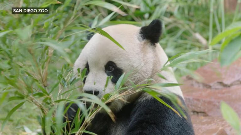 WATCH: Exploring the delights at San Diego Zoo stream logo