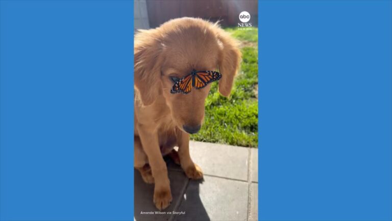 WATCH: Golden retriever puppy perplexed by butterfly perched on its face stream logo