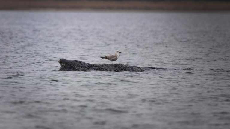 A stranded whale in Germany’s Baltic Sea weakens as hopes of its return to the Atlantic fade A stranded whale in Germany’s Baltic Sea weakens as hopes of its return to the Atlantic fade