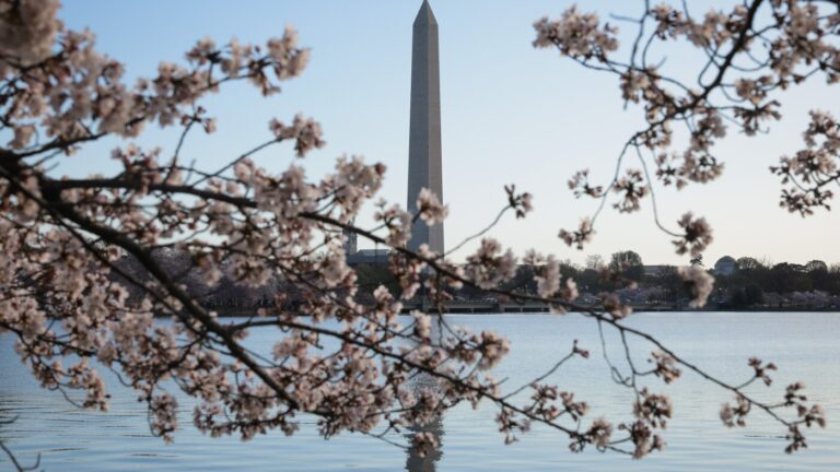 How the famous cherry blossoms came to D.C. : NPR How the famous cherry blossoms came to D.C. : NPR