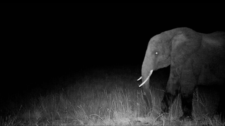 The first photo of a "ghost elephant" captured by a motion-controlled camera. The eyes glow in this night shot.