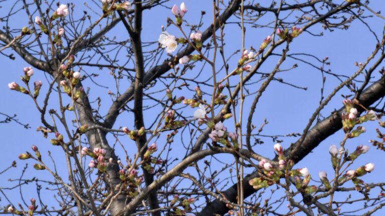Japan’s cherry blossom season begins with first flowering confirmed in 3 cities