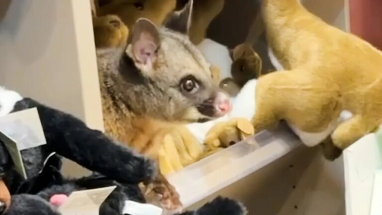 Live possum found hiding among stuffed animals in airport gift shop Live possum found hiding among stuffed animals in airport gift shop