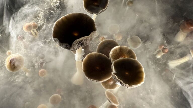 Psilocybin may help people quit smoking, new research finds : NPR