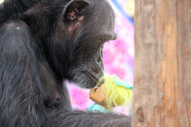 Punch the monkey isn’t alone in bonding with his emotional support toy