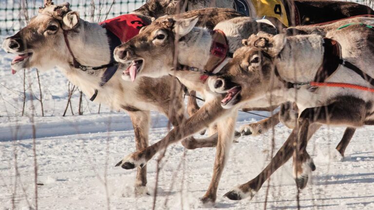 Reindeer racing thrills spectators in Finland's frigid north near the Russian border