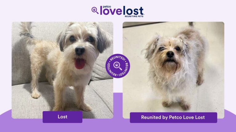 These people used AI to help find their lost pets