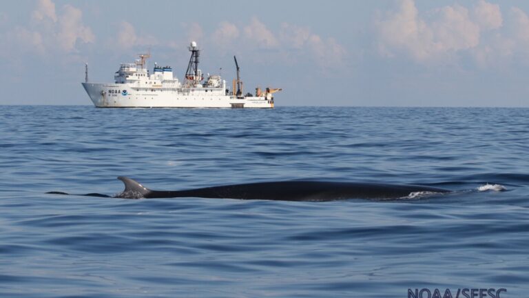 U.S. could exempt oil industry from protecting Gulf animals, for ‘national security’ : NPR