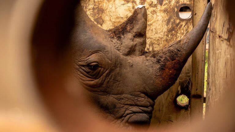 Uganda reintroduces rhinos in protected area where they have been extinct since 1983 Uganda reintroduces rhinos in protected area where they have been extinct since 1983
