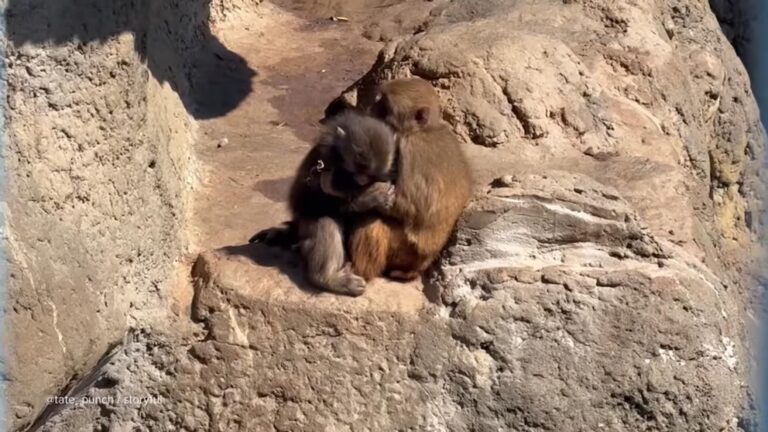 WATCH: Punch the monkey seen cuddling fellow monkey fans dub "girlfriend" stream logo