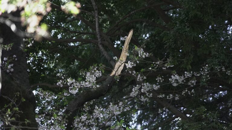 Collapse of Tokyo's aging cherry blossom trees raises safety concerns