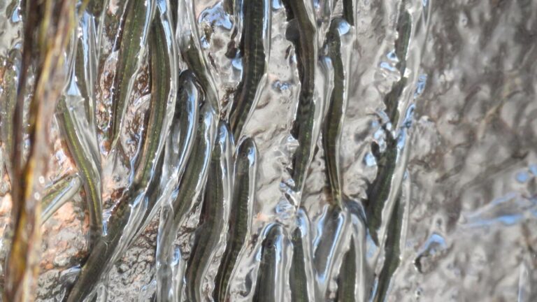 These rock-climbing fish can shimmy up a 50-foot waterfall : NPR These rock-climbing fish can shimmy up a 50-foot waterfall : NPR